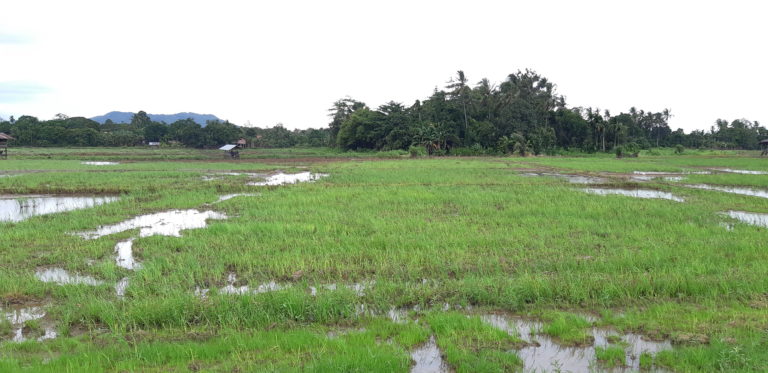 Rice fields of KB