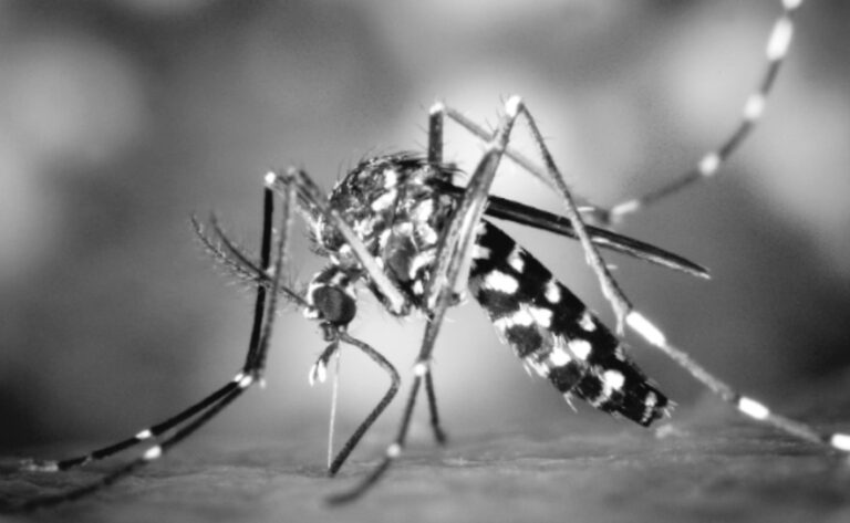 Dengue concern in urban areas