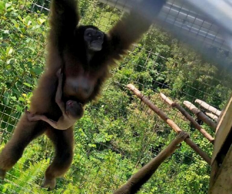 Historic gibbon birth in captivity marks conservation milestone