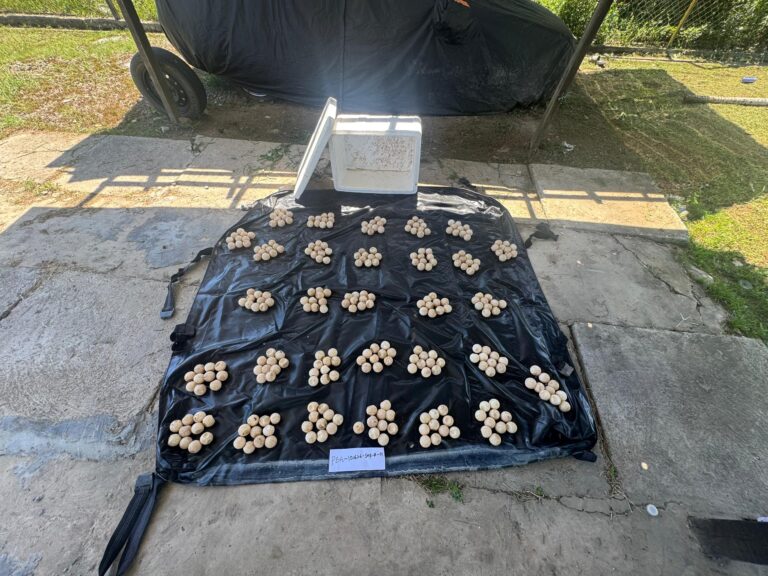 300 suspected Green Turtle eggs seized by Wildlife Dept