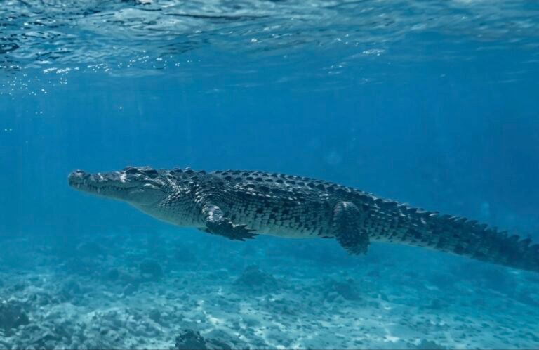 Crocodile alert at Pulau Sapi